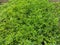 Florising ragweed - ambrosia artemisiifolia, weed ragweed, texture, background
