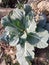 Florisly growing cabbage