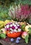 Florist arrangement of colorful aster flowers in a pumpkin vase with squash, heather flower, freshly picked apples and plums.