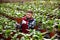 Florist checking flowering asplenium antiquum