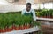 Florist cultivating potted Chamaedorea elegans