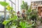 Florist or gardener team in the greenhouse