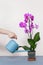 A florist girl pours an orchid from a watering can.