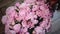 Florist Girl Puts Pink Peonies Bouquet on the Wood Floor. Creative Wedding Decoration Background