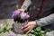 Florist hands making a pretty lilac bouquet of flowers