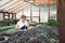 Florist inside garden greenhouse interior