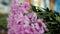 Florist makes bouquet with fresh purple chrysanthemums