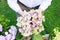 Florist at work: woman holding blooming hortensias in the garden