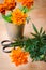 Floristic background with old vintage scissors and marigold flower.