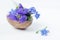 Floristic composition with violets and forget-me-not flowers in a nutshell against beautiful bokeh background.