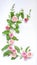 Floristic vertical wedding composition: bindweed leaves, flowers and rosebuds on a white background. Top view