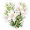 Floristic White Lily Flower Illustration On White Background
