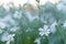 Floristics, botany concept - delicate little white flowers from lower macro angle against background of sunset with soft