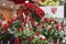 Floristry display roses 7516