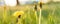 Floristry, women day, mother day, Valentine day, holidays concept - banner meadow with silhouetted yellow dandelions and