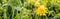 Floristry, women day, mother day, Valentine day, holidays concept - banner meadow with silhouetted yellow dandelions and