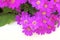 Florists cineraria flowers