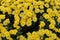 Florists Daisy Chrysanthemum morifolium in garden