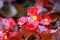 Florists flowering begonia flower