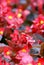 Florists flowering begonia flower with water drop