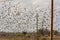 Flosk of Starling in November in Italian Countryside