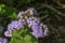 Floss Flower - Ageratum houstonianum