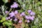 Floss flower or Ageratum houstonianum annual plant with softly hairy stems and fuzzy tufted blue to violet flowers on garden veget