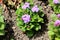 Floss flower or Ageratum houstonianum annual plants with fuzzy tufted violet flowers in rounded dense flower heads surrounded with