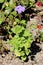 Floss flower or Ageratum houstonianum single plant with softly hairy stem and fuzzy tufted blue to violet flower