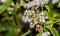 Floss Flowers or White Ageratum Houstonianum or Foot or Me