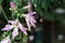 Floss Silk flower macro hang on tree at the park with sunny and blur background, Cyprus