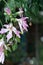 Floss Silk flower macro hang on tree at the park with sunny and blur background, Cyprus