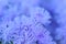 Floss violet flower Ageratum houstonianum park. Ageratum garden violet flower closeup