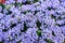 Floss violet flower Ageratum houstonianum park. Ageratum Mexican garden violet flower. Horizontal photo