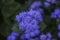 Flossflower Ageratum houstonianum