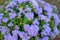 Flossflower Ageratum houstonianum in garden