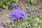 Flossflower, a blue wildflower