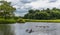 A flotilla of ducks on the River Avon at Stoneleigh, UK