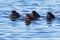 Flotilla of tufted ducklings