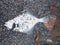 Flounder body on the pebbly shore. White dead