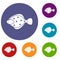 Flounder fish icons set