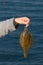 Flounder on the hook holding the hand of the fisherman.