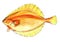 Flounder watercolor fish golden yellow on white