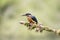 Floundering fish in the beak of a female kingfisher on a mossy branch