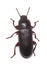 Flour beetle (Tribolium destructor)