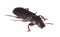 Flour beetle (Tribolium destructor)