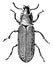 Flour Beetle, vintage illustration