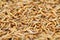 flour worms background