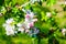 Flourish pink apple flowers on branch in park