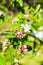 Flourish pink apple flowers on branch in park